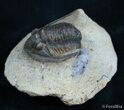 Detailed Cornuproetus Cornutus Trilobite #2071-3
